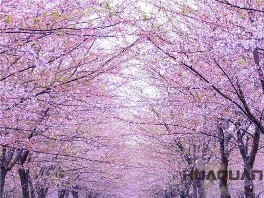 華全發(fā)電機組：這個春天不寂寞！剛看完櫻花怒放，新疆又放大招，預將百萬畝沙漠變綠洲