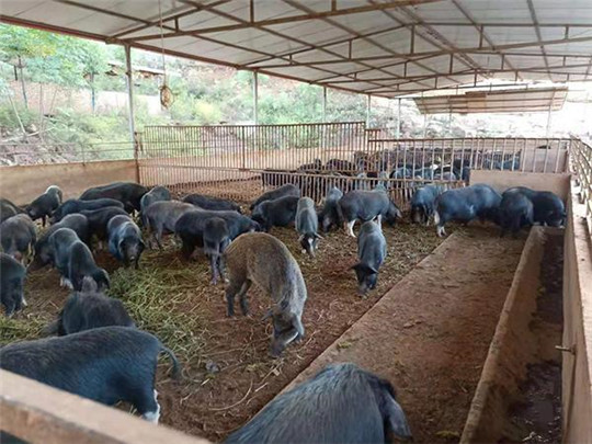 專業巡檢，熱心服務!華全發電機組助力養殖企業溫暖過冬!