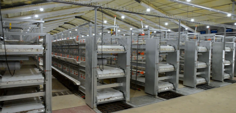 華全官網丨保供電，守安全！華全1000千瓦發(fā)電機組助力養(yǎng)殖企業(yè)高質量發(fā)展